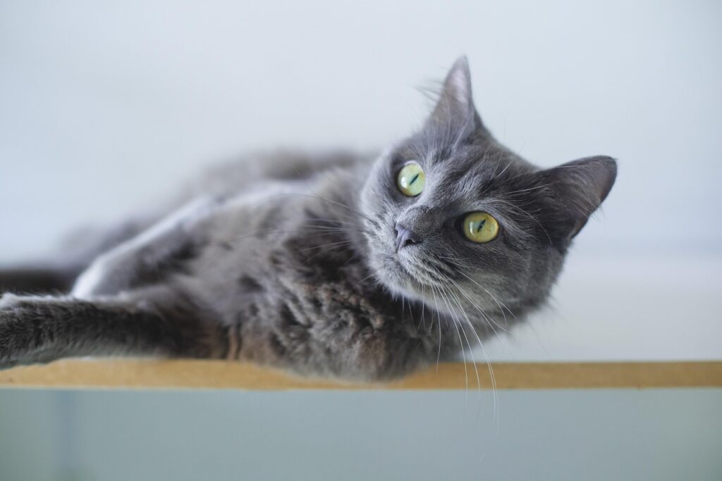 cat, nature, grey cat, animal, feline, pet