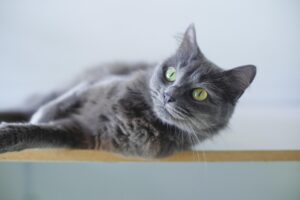 cat, nature, grey cat, animal, feline, pet